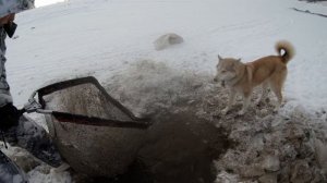 Замор рыбы, рыбалка на лопату и сачок