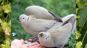 Лейла (🎙️YuriY FiguroF)