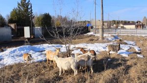 Почему козлы не кроют коз? Что не так с козлами?