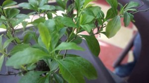 chitrak plant or plumbago zeylanica plants