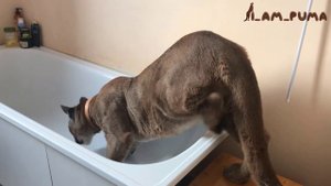 Лоток для пумы Месси. Toilet for Cougar Messi