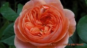 Роза парковая Чиппендейл (rose chippendale) ? Чиппендейл обзор: как сажать, саженцы розы Чиппендейл