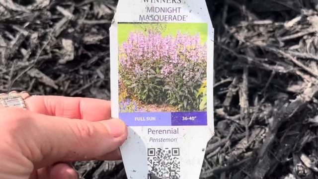 Planting a New Landscape In The Alley: Tons of Perennials for My Full Sun Property Line Garden Bed! смотреть онлайн