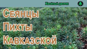 Пихта кавказская Нордмана 2-х летка. Обзор осень 2022 г - весна 2023г.Питомник Хвойный дворик.