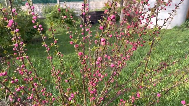 Видео «на минутку», цветёт Луизеания, она же Афлатуния, она же Миндаль трёхлопастный… смотреть онлайн