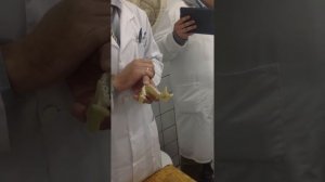 Анатомия. Верхняя челюсть. Нижняя челюсть.