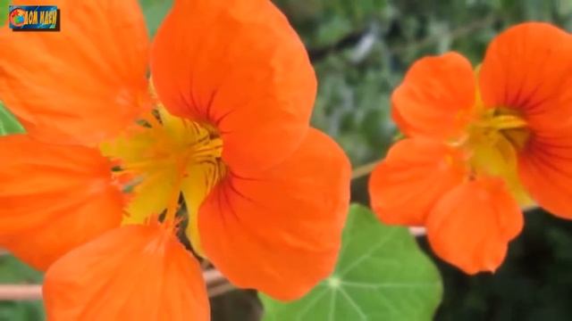 Знакомьтесь: Настурция – замечательное украшение для сада.