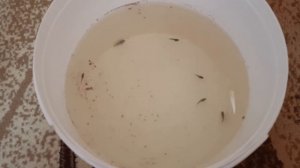 Рыбка петушок , разведения и содержание .