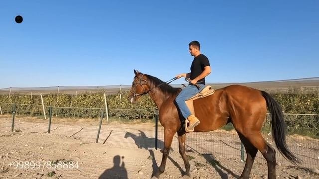 БОЯЗИД СОТИЛАДИ! ПРОДАЁТСЯ АНГЛИЙСКАЯ ЧИСТОКРОВНАЯ ЛОШАДЬ!