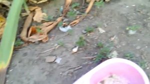 Уход и содержание индоутки.