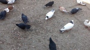Бакинские бойные голуби Сергея Перепелицина (шейки, белые, чёрные, пёрые)