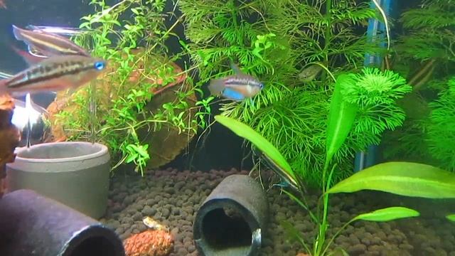 Гурами лакричный суматранский  sp Bintan & Гурами карликовый пумила смотреть онлайн