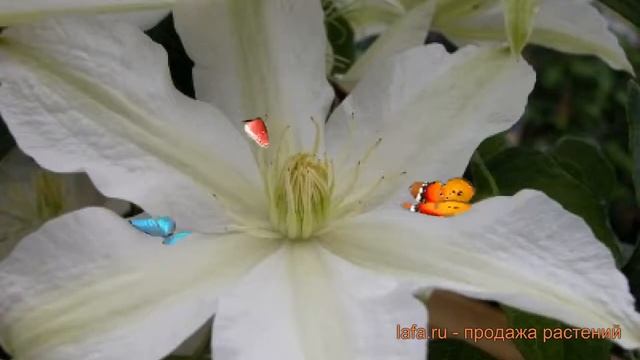 Клематис крупноцветковый Роко-Колла ? обзор: как сажать, саженцы клематиса Роко-Колла смотреть онлайн