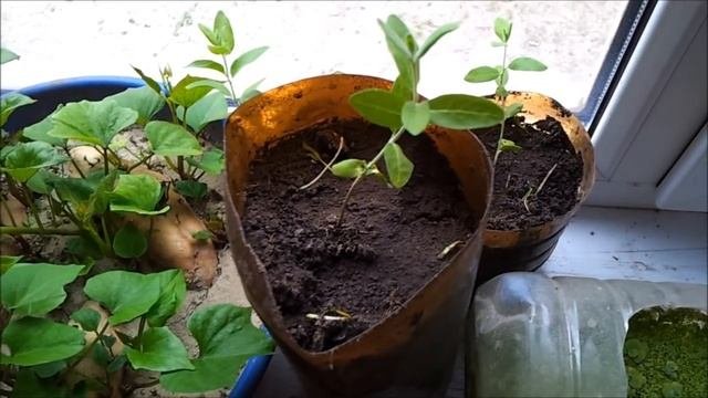 Тропические и необычные растения хозяйства 