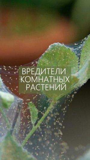 Вредители комнатных растений