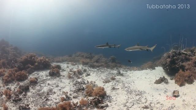 Apo Reef- Coron-Tubbataha 2013 смотреть онлайн