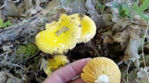 Russula risigallina. Identificación.