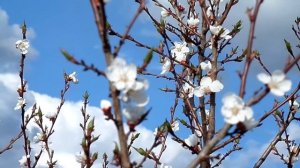 Как цветёт абрикос.Абрикос.Абрикос в Удмуртии,садоводство по Железову,альтернативное садоводство,UD