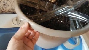 Чтобы кошка не ходила, в цветочный горшок.