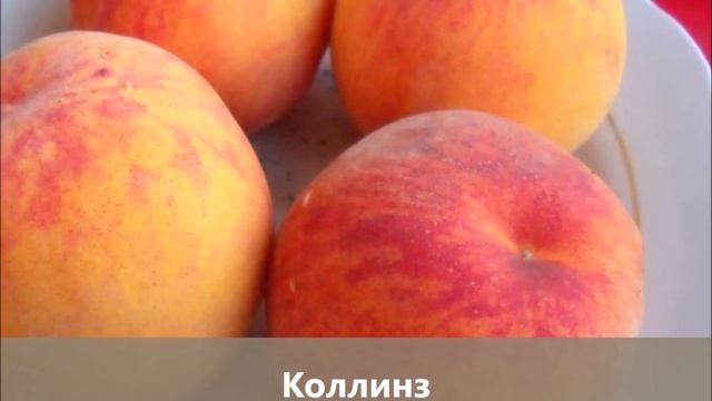 Колоновидные зимостойкие персики для Средней полосы и не только! смотреть онлайн
