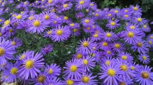 Symphyotrichum novi-belgii (Herbsastern)
