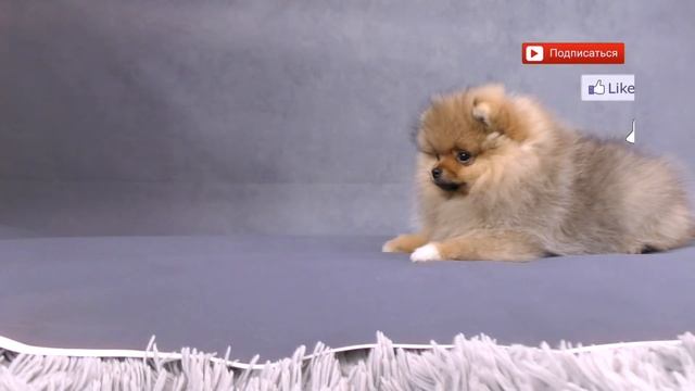 Щенкам шпица 82 дня. Последнее видео по поводу продажи щенков. Фотосессия шпицев смотреть онлайн