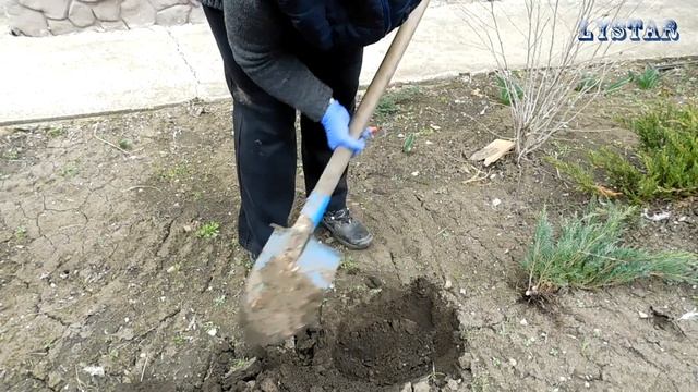 Размножение можжевельника вегетативным способом часть 2 Размножение можжевельника черенками