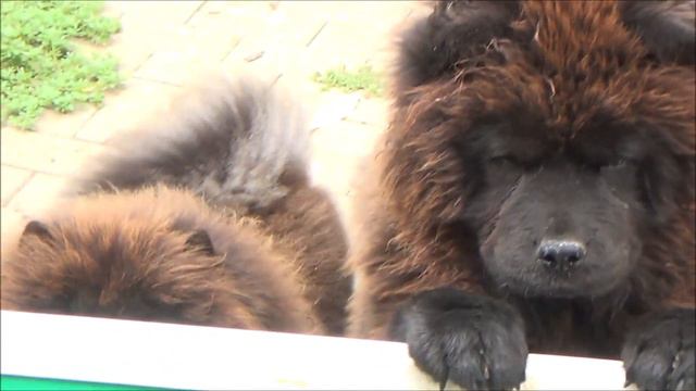 Пончик, маленький толстенький мальчик чау-чау смотреть онлайн