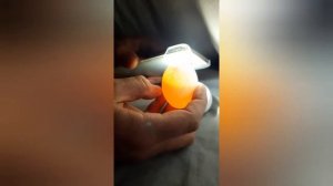 Развитие цыплёнка. Овоскопирование куриных яиц.