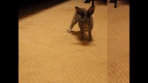 Домашний заяц Маруся против кроликов