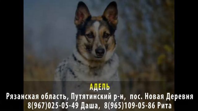 Пропала собака! АДЕЛЬ. Рязанская область, Путятинский район, поселок Новая Деревня