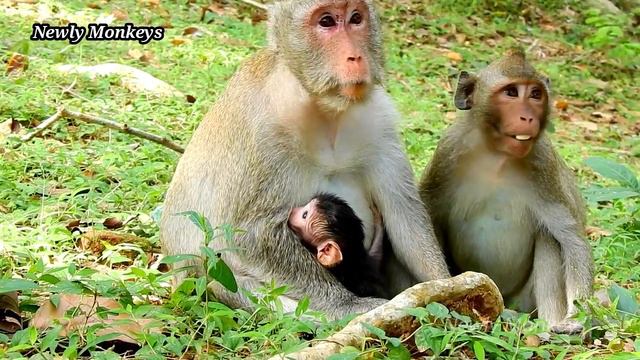 Mom try to Pull back Newborn baby Cos She worried her Big Kid hurt newborn Janna смотреть онлайн
