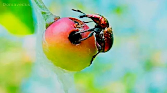 ВРЕДИТЕЛИ ВИШНИ смотреть онлайн