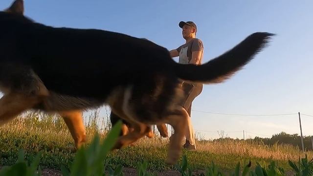 КОМАНДА КО МНЕ. ОВЧАРКИ КУПАЮТСЯ НА РЕЧКЕ смотреть онлайн