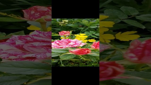 VID_20220723_102307.mp4
