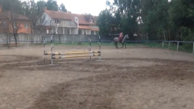 horse jumping training (прыжки на лошади) смотреть онлайн