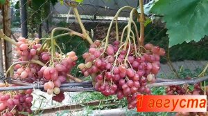 Виноград Велес.  Качество опыления и урожай