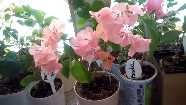 Бугенвиллия (Bougenvillea) Bois Des Roses смотреть онлайн