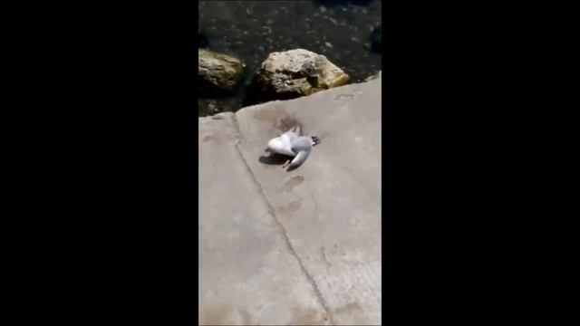 Бедный альбатрос. Берегите Природу!!! Новороссийск смотреть онлайн