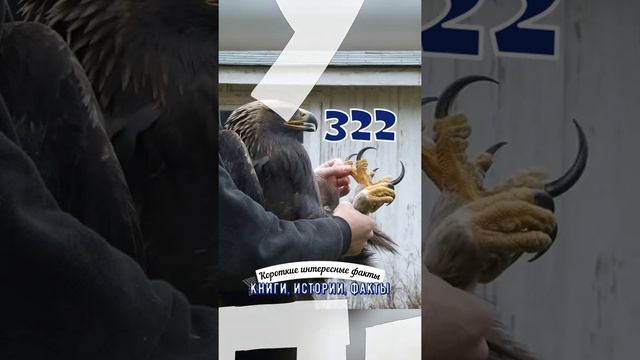 ИНТЕРЕСНЫЕ ФАКТЫ О КОРОЛЕВСКИХ ОРЛАХ (БЕРКУТАХ) - КОРОТКИЕ ИНТЕРЕСНЫЕ ФАКТЫ #322 смотреть онлайн