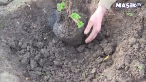 Посадка куста смородины