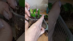 Результаты укоренения Шлюмбергера/Декабристов. Пересадка и дальнейший уход за ними. 03.03.2024