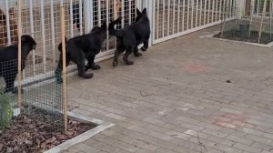 Solid black german shepherd/ немецкая овчарка черного окраса