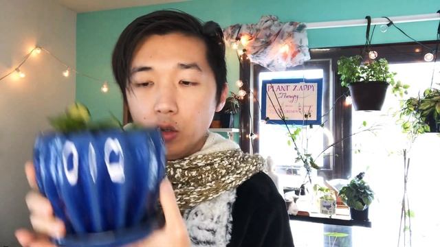 PZT 1 Plant A Day - Hoya Australis “Lisa” смотреть онлайн