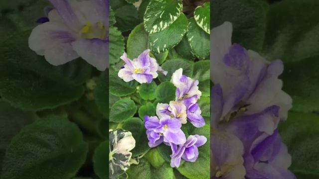 Мои мини фиалки в июне 2017 смотреть онлайн