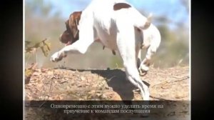 Пойнтер Крупные породы собак