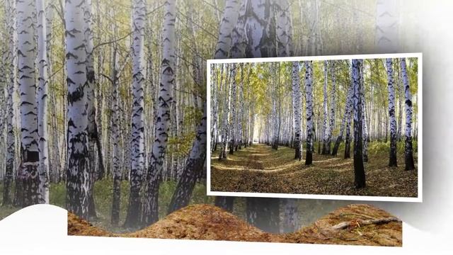 Береза в разное время года смотреть онлайн