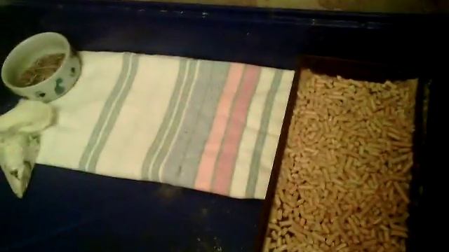 Что нужно для декоративного кролика в клетке смотреть онлайн