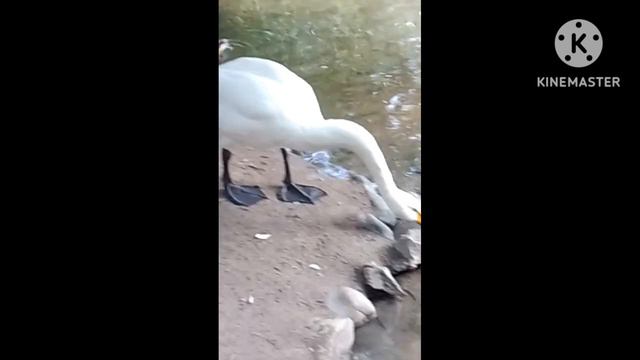 влог#11/поехали в зоопарк/приехали родственники/машинка стирает каждый день смотреть онлайн