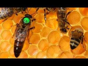 Чипированная пчела. Хозяйство А.А Цветкова